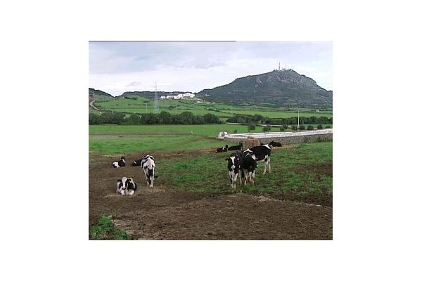 Camp de Menorca